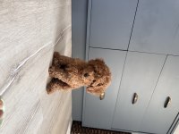 Poodle dişi 3 aylık