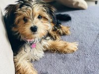 En küçük boy morkie yavrularımız