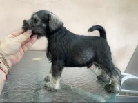 ANNE ALTINDAN REZERVE SCHNAUZER BEBEKLER