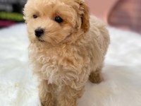 EFSANE MALTİPOO YAVRULARI