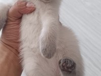 Scottish fold yavrularımız sahiplendirilecektir