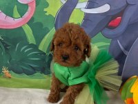 Toypoodle Yavrularımız