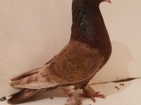 YANAR DÖNER DİŞİ OYUNLU GÜVERCİN 81 İLE GÖNDERİM YAPARIZ