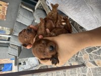 Kore poodle bebeklerimiz