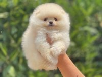 Pomeranian boo yavrular