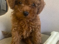Toy Poodle Yavrularımız Ömürlük Aileleri Bekliyor