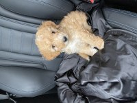 Maltipoo 2 aylık bir bebek