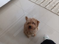 Toy poodle ve maltipoo köpeklerimizi sahiplendirme