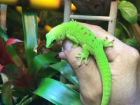 GIANT DAY GECKOLAR (ÖZEL TÜR)
