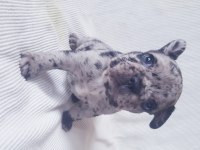 Merle Paltinyum Lilac Blue French Bulldog