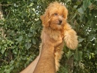 A kalite tüy dökmeyen maltipoo yavrular
