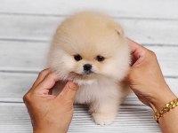 En Tatlı Pomeranian Yavrularımız