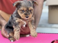 Show kalite tea cup morkie yavrular ziyarete açık