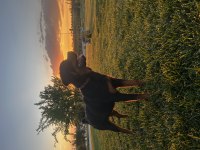 7 aylık dişi rottweiler