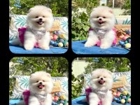 Pomeranian Boo Dişi Yavrumuz