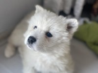 Dişi Samoyed