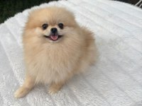 Yetişkin A kalite pomeranian boo