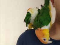 Alışkın DNA belgeli çift caique