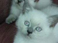 Blue point ve scottish fold yavrular 7 tane