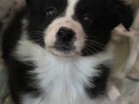 Border Collie Bebekler