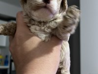 SEVIMLI POODLE MINIKLER