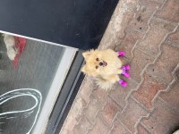 Yeni yuvasını arayan pomeranian