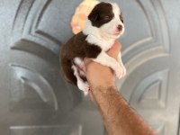 Kızıl border collie yavrular