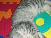 Uygun yavru scottish fold dişi