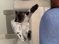 İran (persian) kedimiz