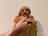 Mınık Poodle Kurabıyeler