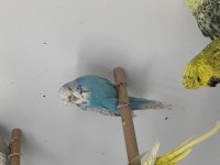 Damızlık Jumbo Muhabbet Kuşu Erkekler ve Dişiler