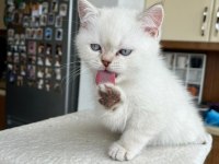 British shorthair silver point 2.5 aylık erkek bebek