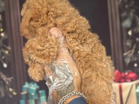 Altın rengi toy poodle yavrular