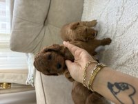 İstanbul köpeğimiz