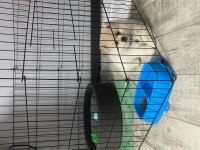 8 aylık pomeranian