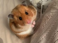 HAMSTER GONZALES YAVRULARIMIZ HERYERE GÖNDERİM