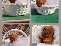 Üst Kalite Bardak Boy Toy Poodle Yavrularımız