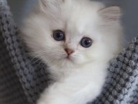 British longhair harika yavru
