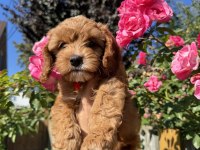 Kore Maltipoo Yavrular