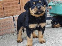 Özel Soydan Özel Rottweiler Yavrular