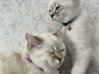 Dişi ve erkek iki british shorthair yavru sahibini bekliyor