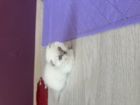 55 günlük scottish fold yavrularım