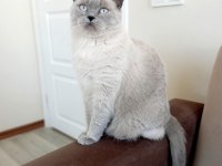 British shorthair dişi