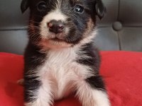 Border collie yavrular