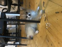 2 adet pomeranian spitz yavrularımız