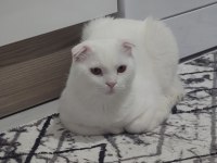 Scottish fold yavru