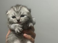 55 günlük british longhair yavrular