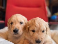 Golden Retriever Severler İçin Minik Kalpler
