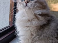 British longhair dişi