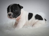 French Bulldog yavrularımız